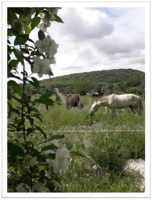 Charming Small House Close To Uzes Foissac  Esterno foto